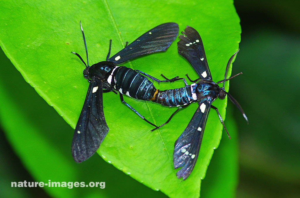 Black wasp moths mating