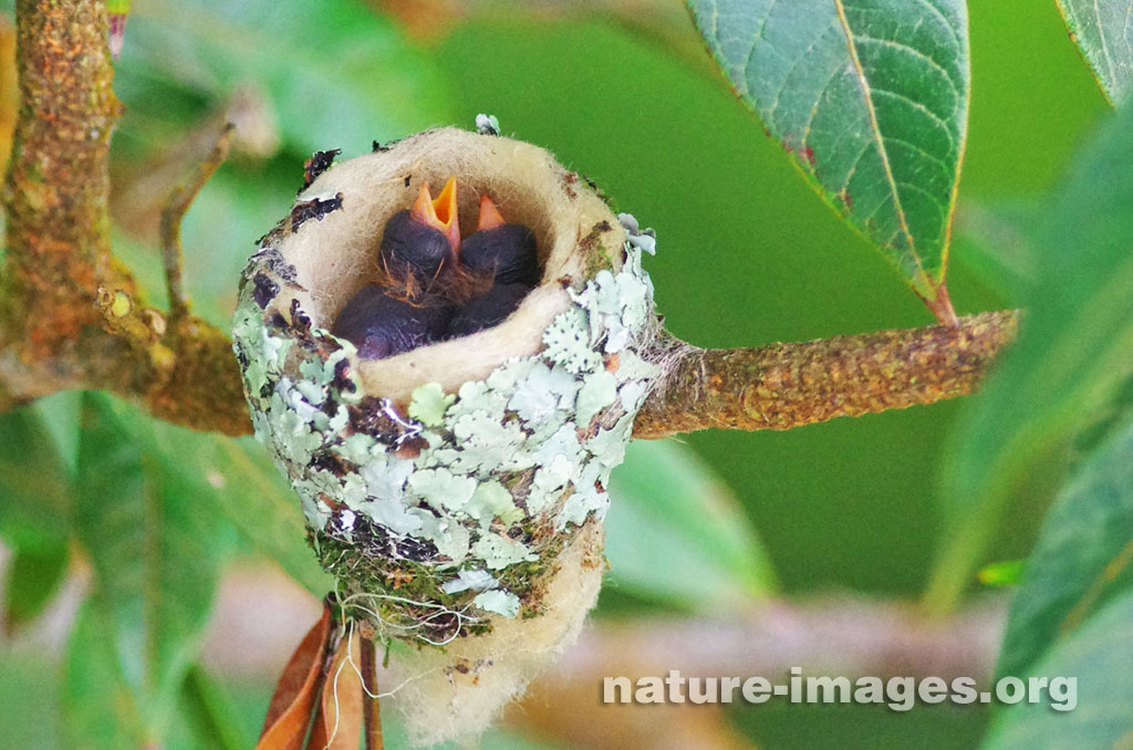 Rufous-tailed hummingbird chicks just hatched