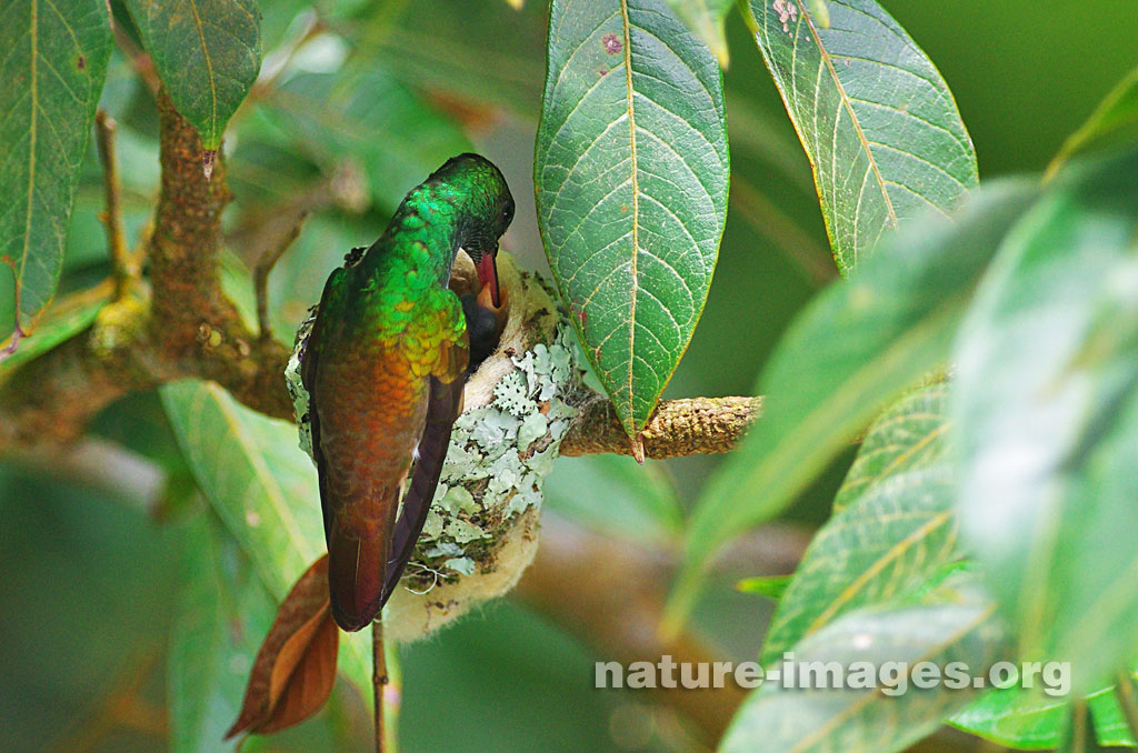 Rufous-tailed hummingbird chicks fed by mother