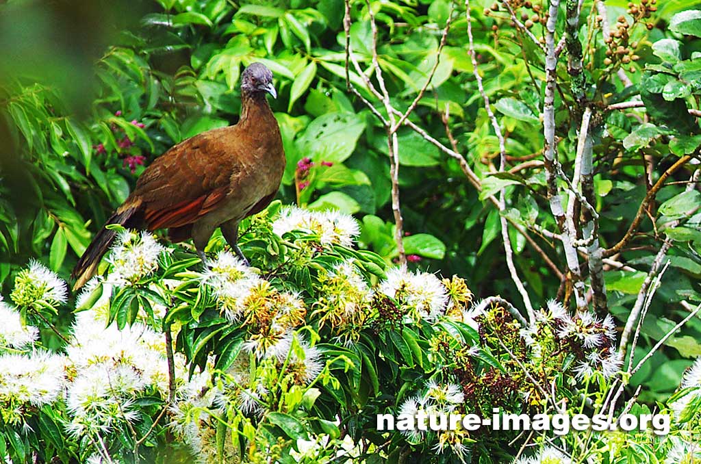Grey-headed chachalaca on top of a flowering tree looking for the fist berries.