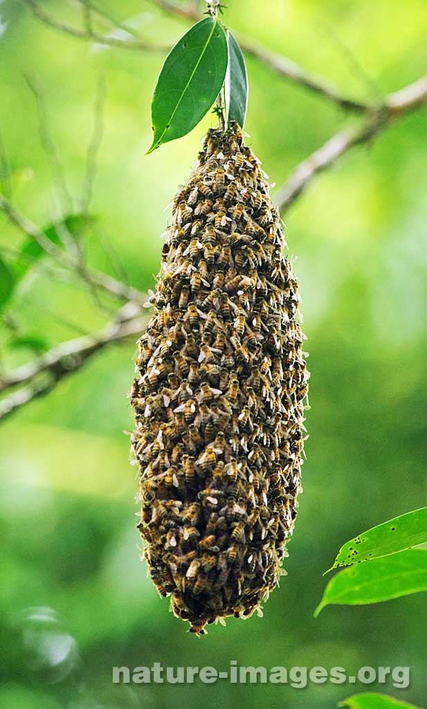 Nest of Africanized Honey Bee's