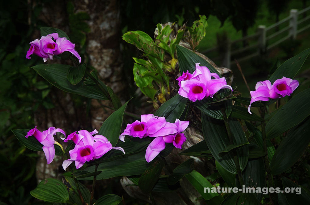 Pink Sobralia Decora Orchids
