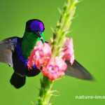 Violet-crowned woodnymph hummingbird