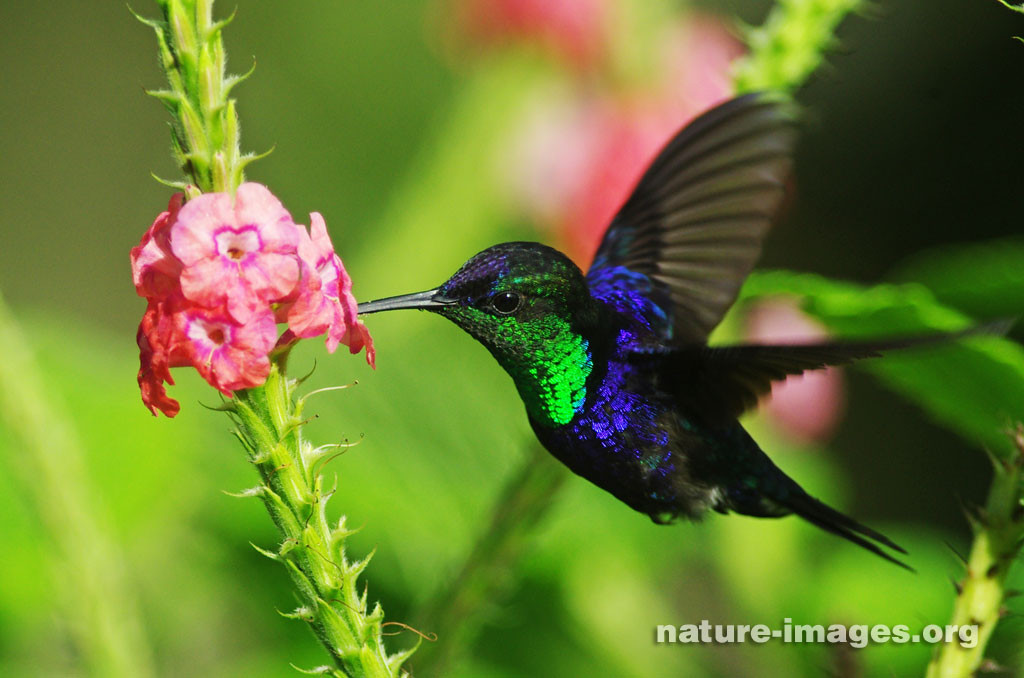 Violet-crowned woodnymph hummingbird