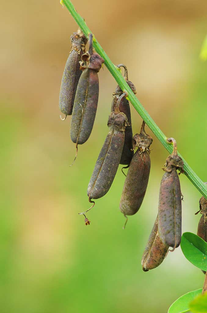 rattlepods dry seeds