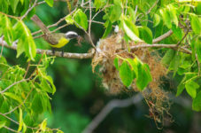 Flycatcher building nest