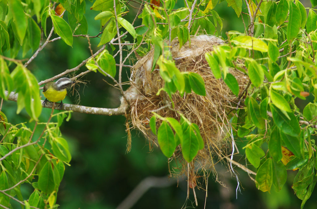 Flycatcher building nest
