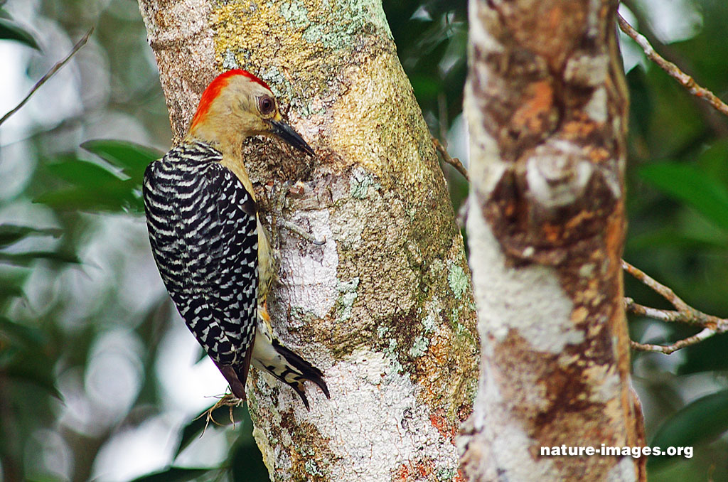 Red crowned Woodpecker