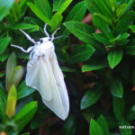 Big White Moth