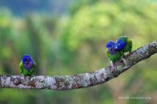 Blue Headed Parrots