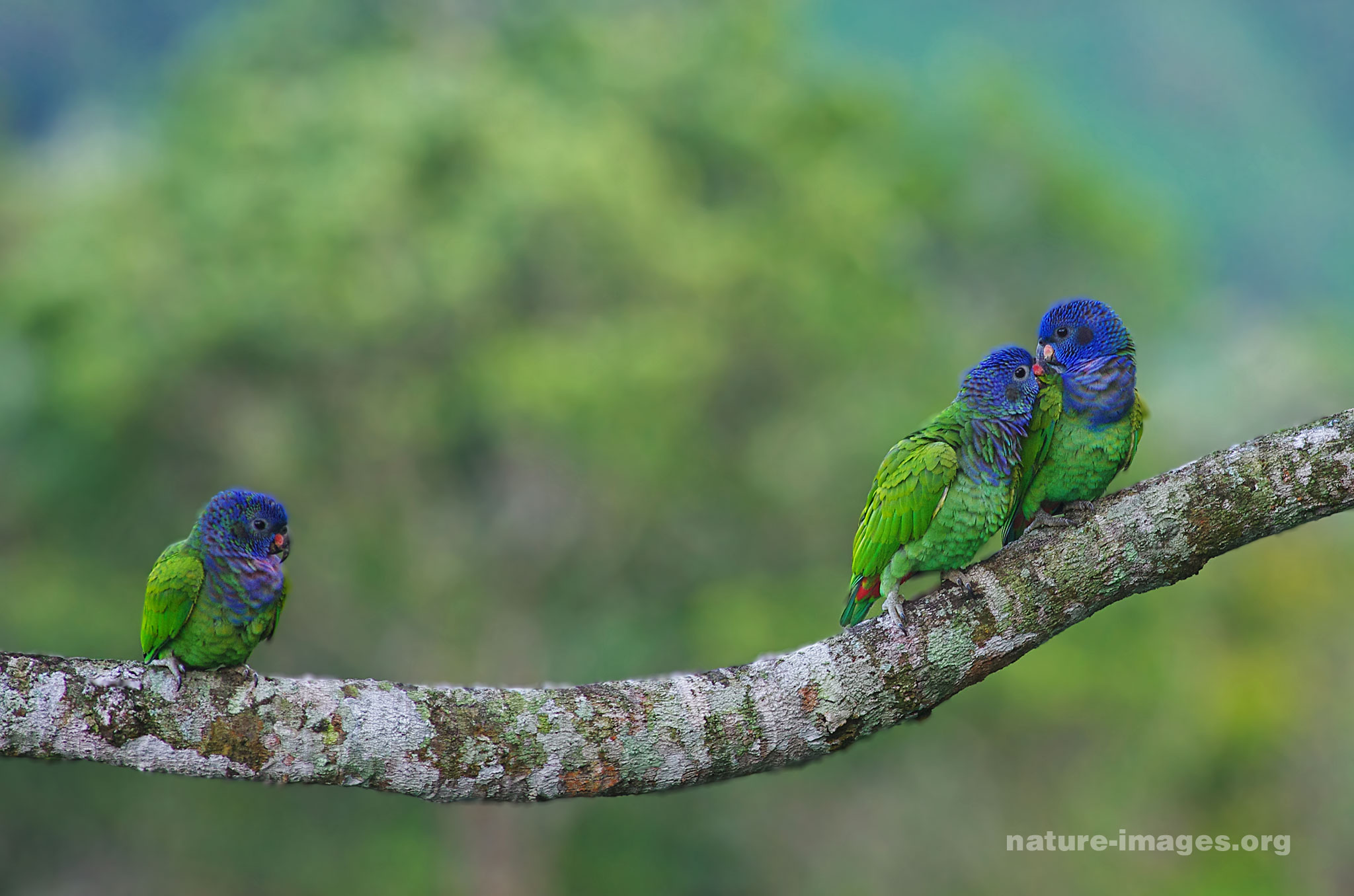 Blue Headed Parrots
