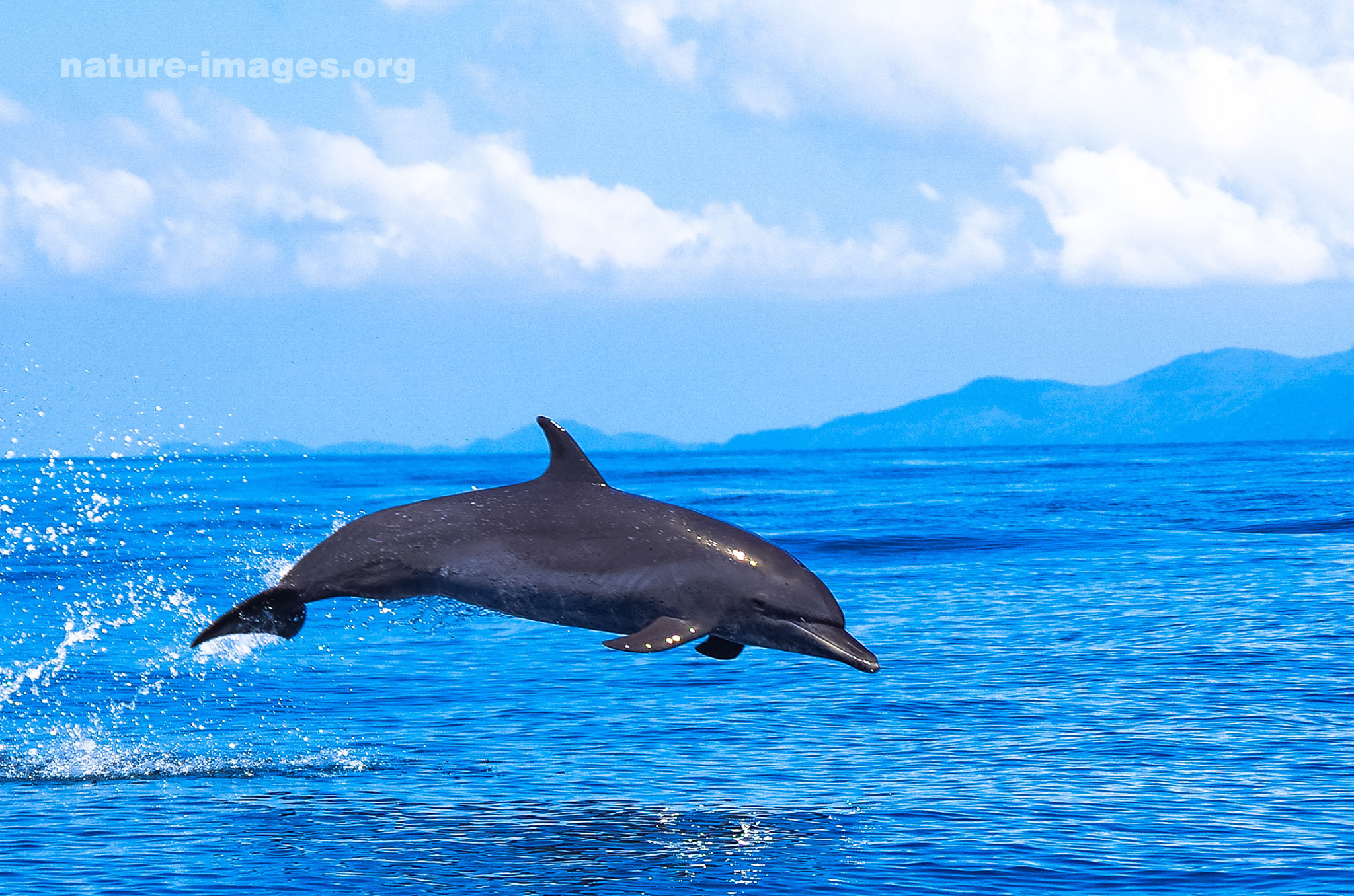 Dolphin Jumping  in the waters of the Pacific Ocean around Coiba Island, Panama.