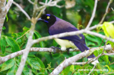 Black chested jay (Cyanocorax affinis)