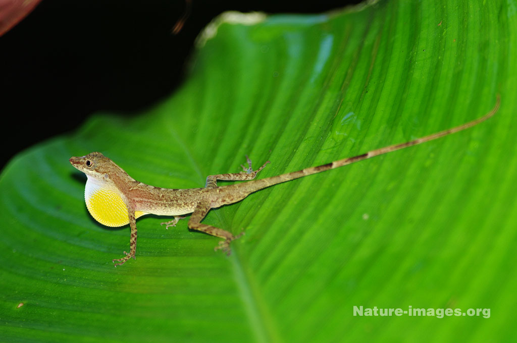Lizard with yellow dewlap