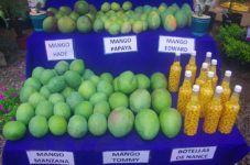 5 big species of the mango fruit