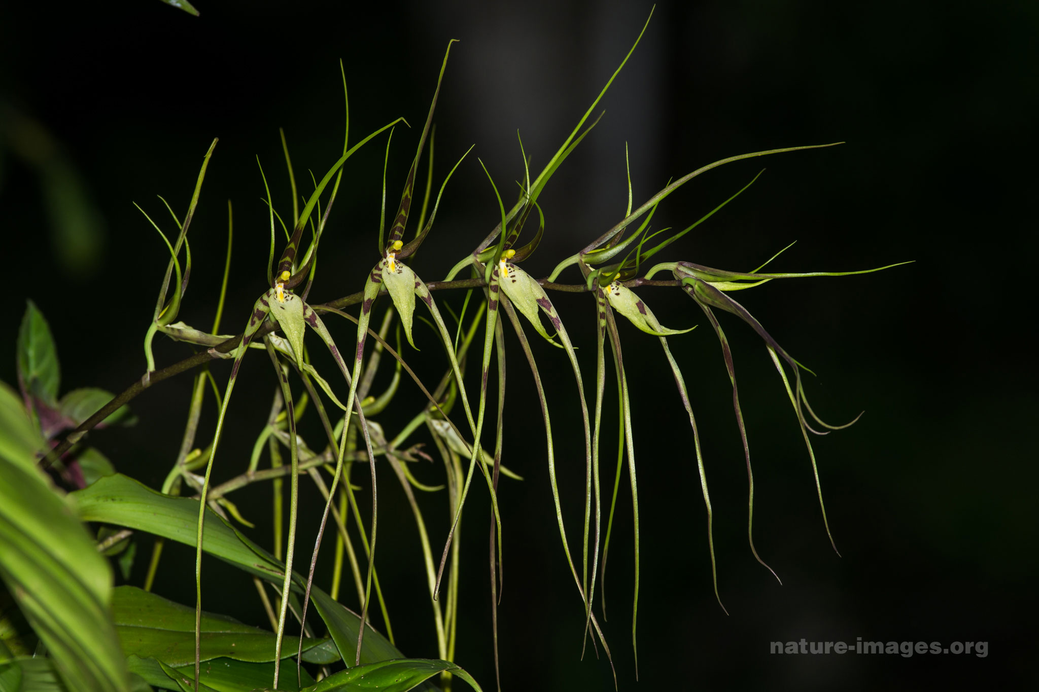 Brassia caudata (spider orchid) 