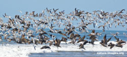 Seabirds In Flight