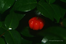 Eugenia uniflora - Suriname cherry