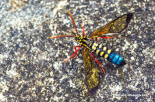 Colorful wasp with big antennae