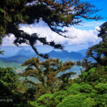 Mountain Rain Forest, some views from Altos del Maria, Panama.