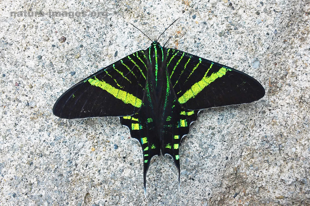 Green-banded Urania Moth