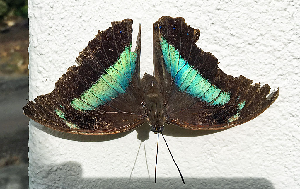 Old Banded king shoemaker butterfly