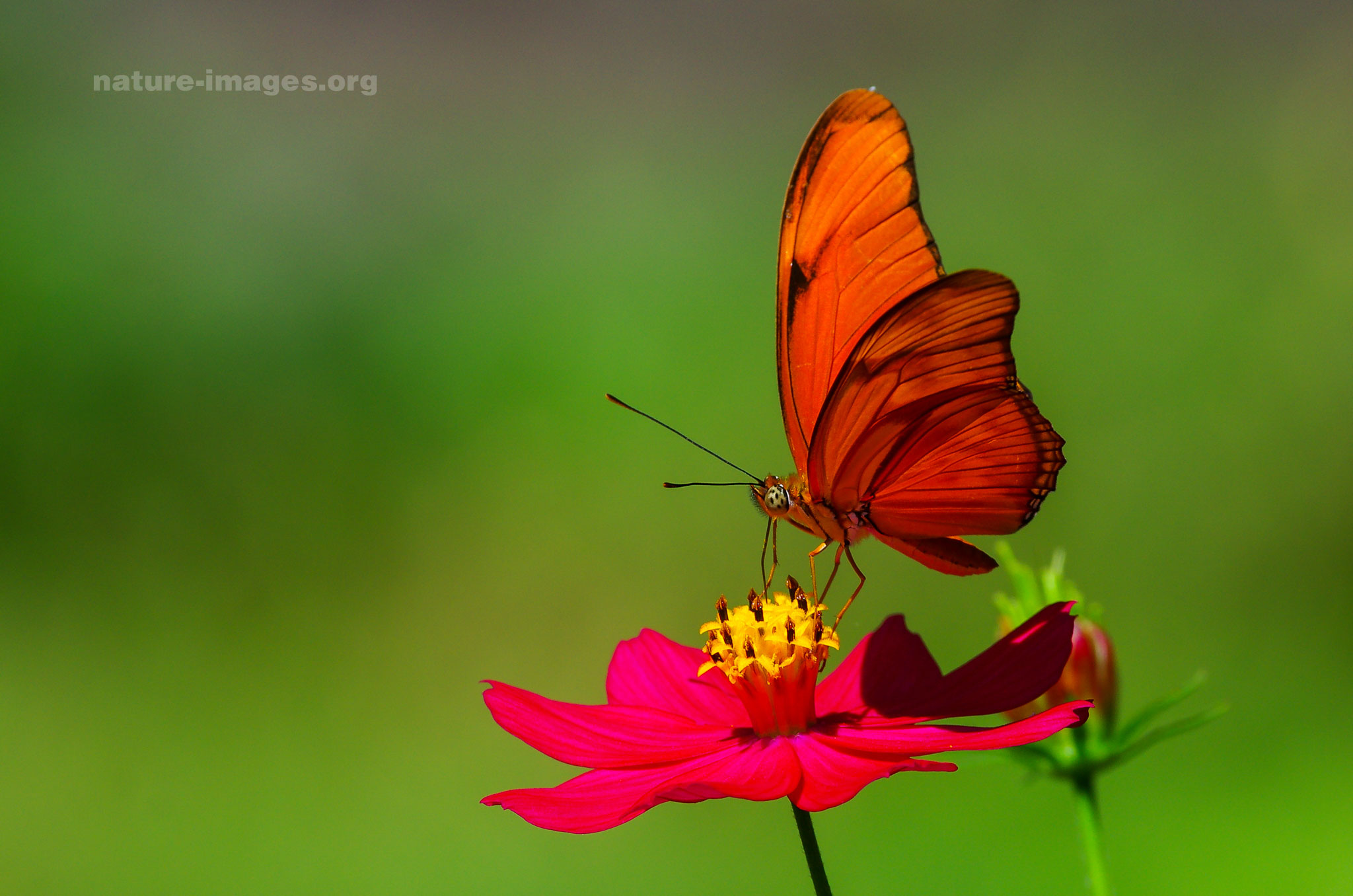 Dryas iulia - Orange Julia Butterfly