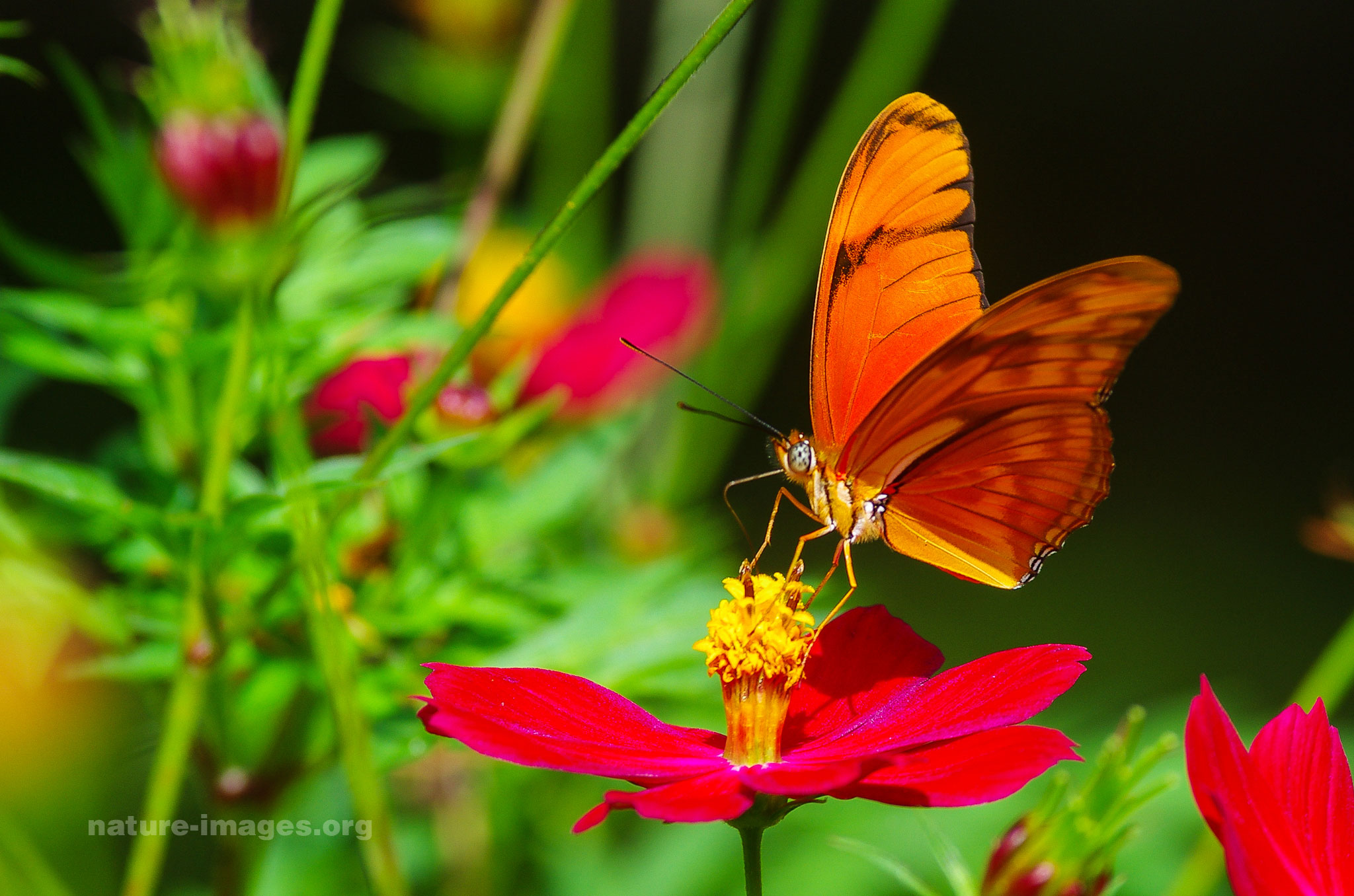  Orange Julia Butterfly