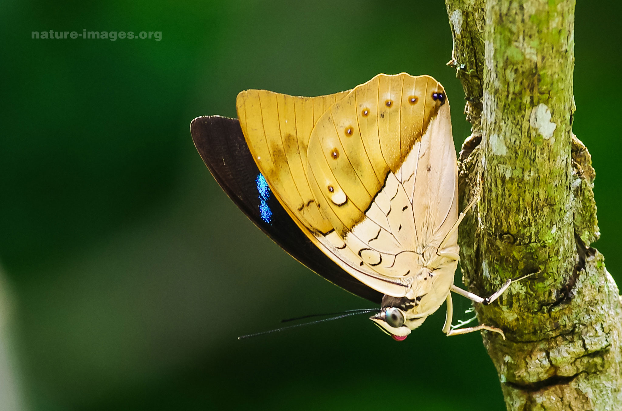 banded king shoemaker butterfly