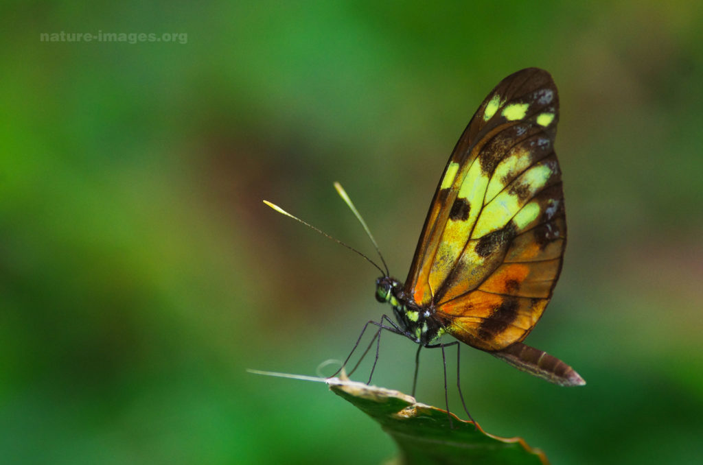 Butterfly Images