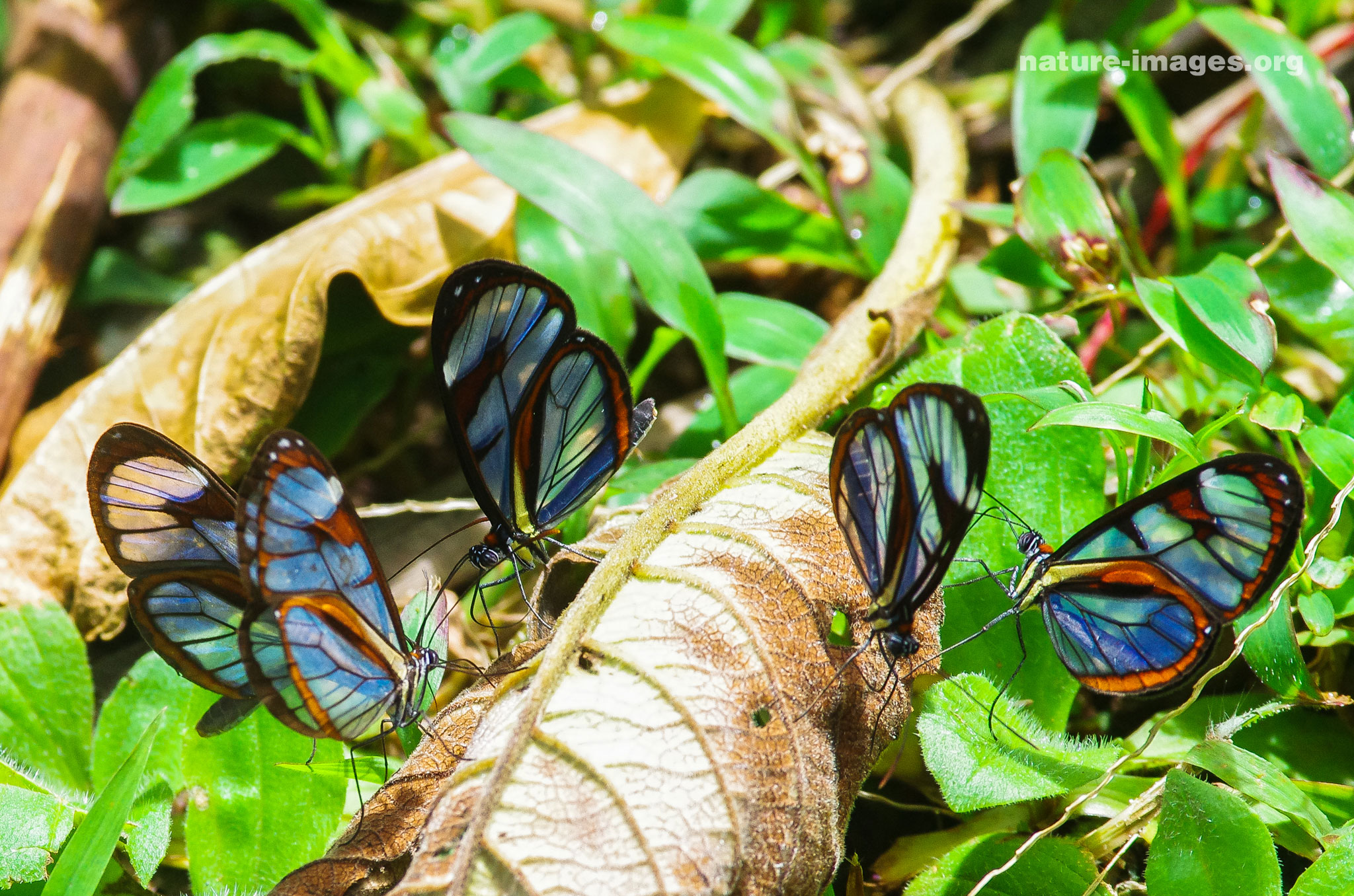 Glasswinged butterflies