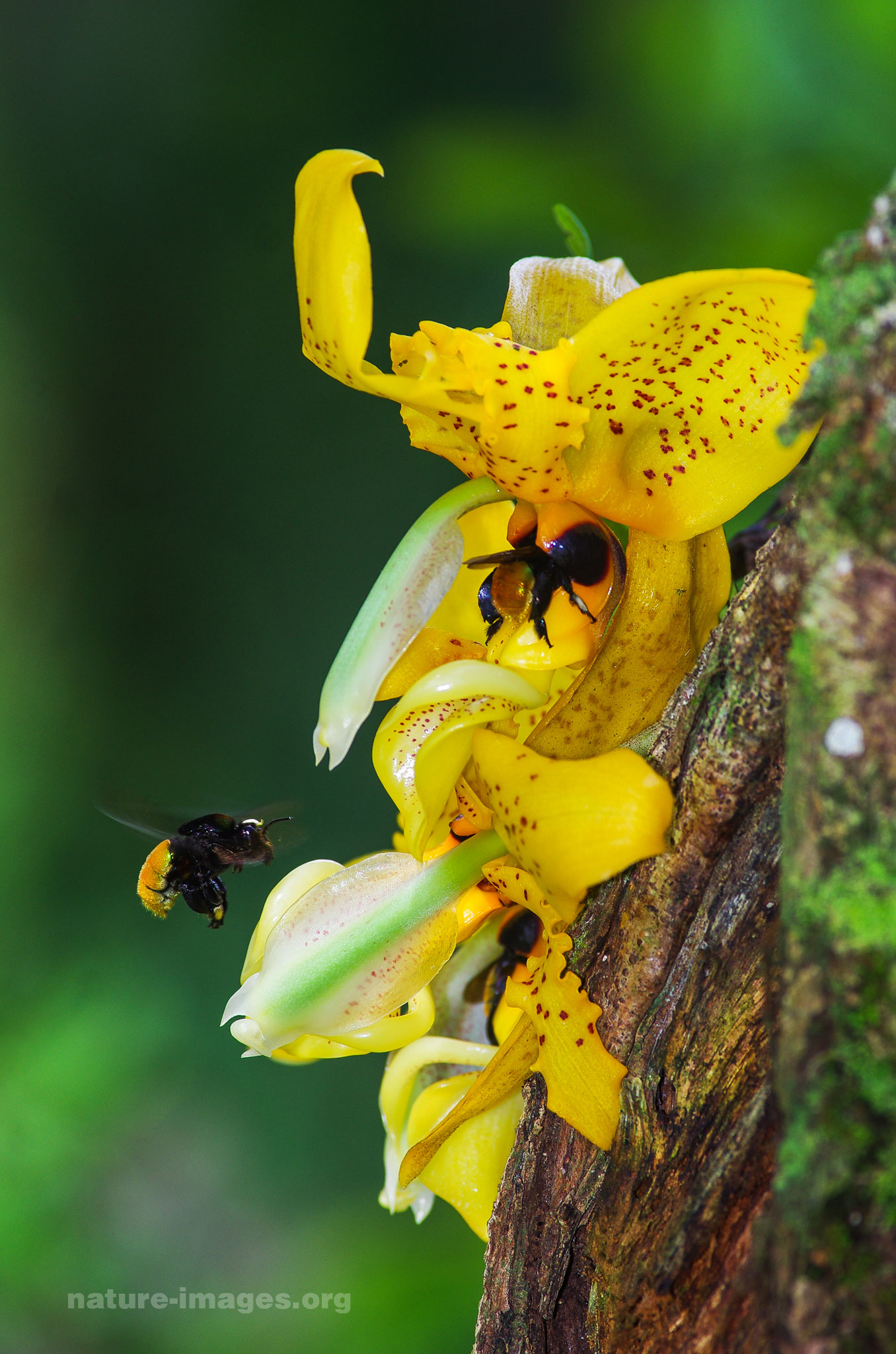 Ward's Stanhopea Orchids
