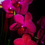 Dark red orchids