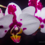 White and red orchids