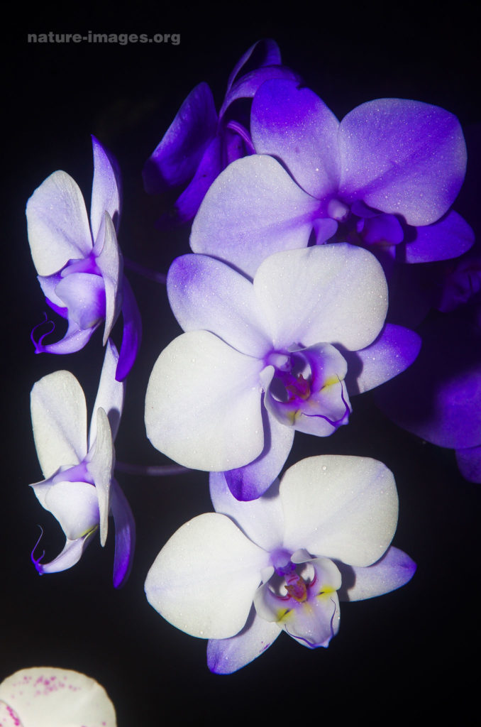 White and Blue Orchid