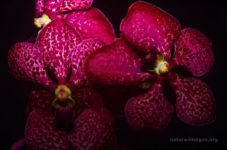 Dark red orchids