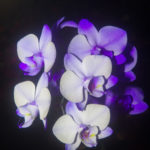 White and Purple Orchid