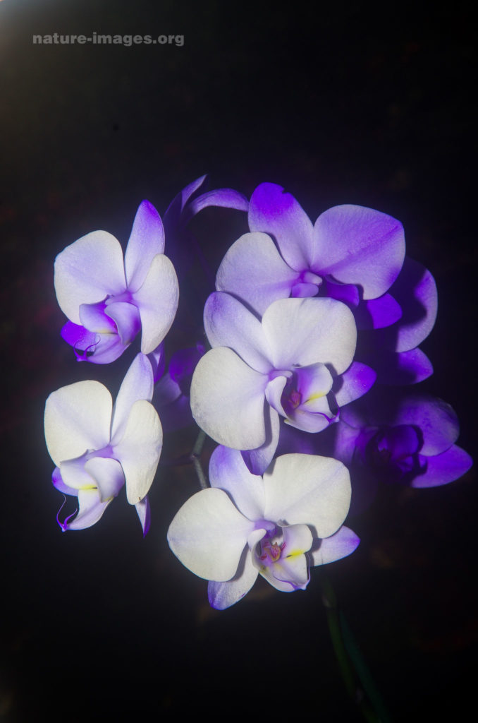 White and Purple Orchid