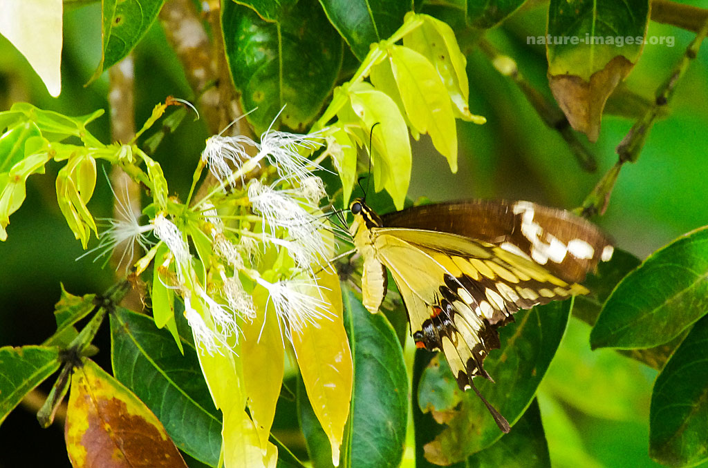 Butterfly Images from Panama