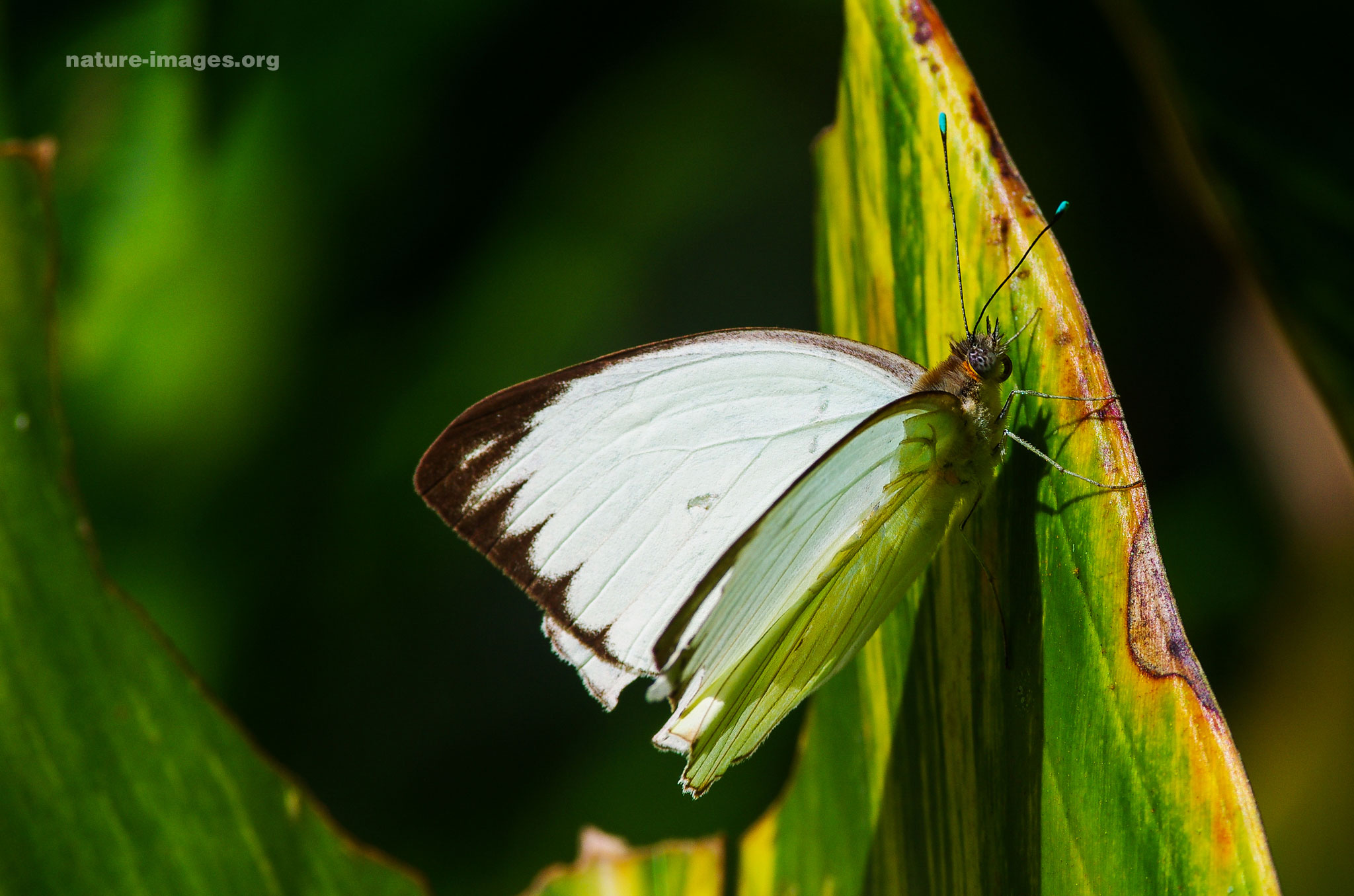 Great southern white
