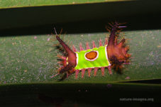 Saddleback caterpillar (Acharia stimulea)