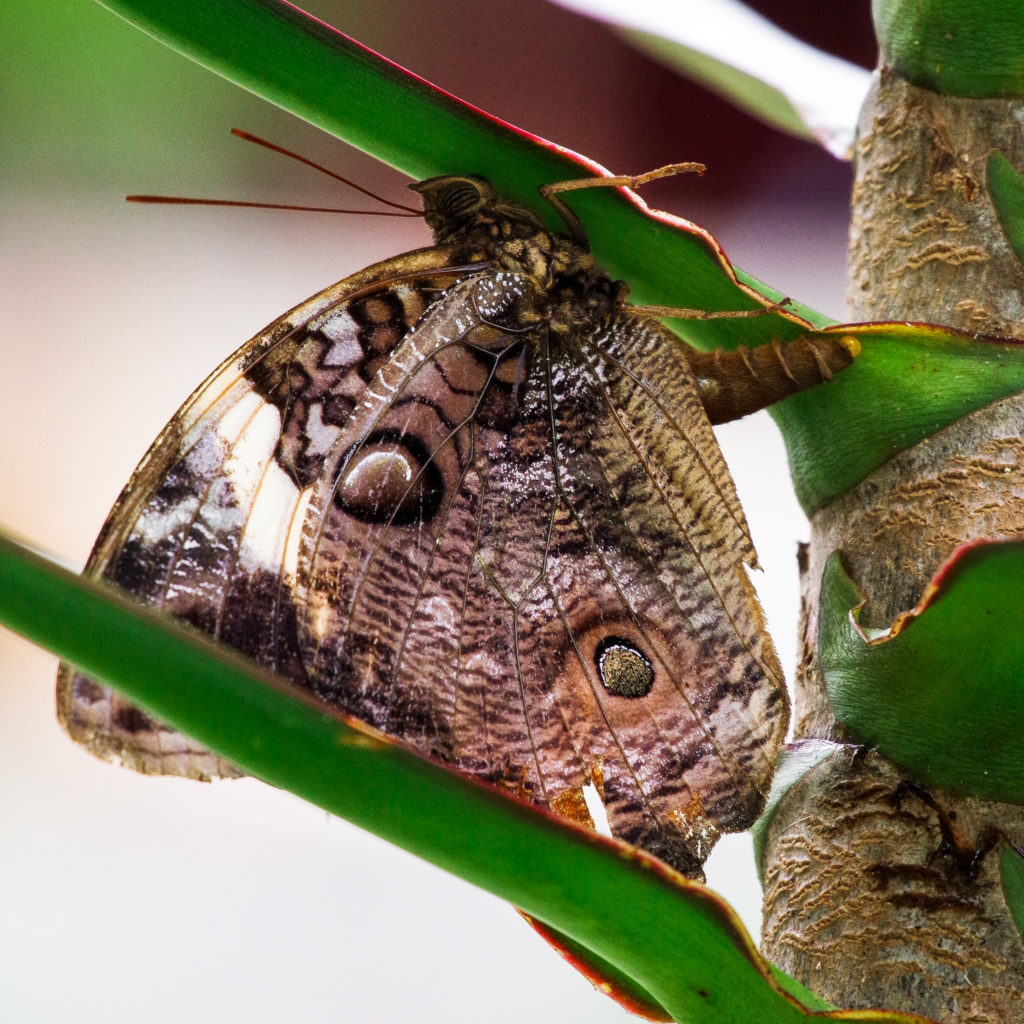 Butterfly laying her eggs Nature and wildlife image collection