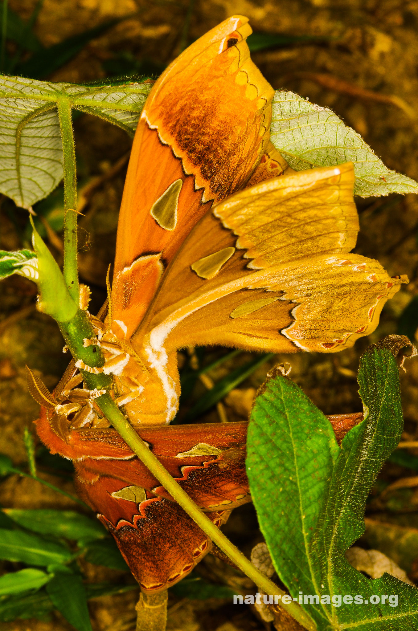 Orizaba Silkmoth (Rothschildia orizaba)
