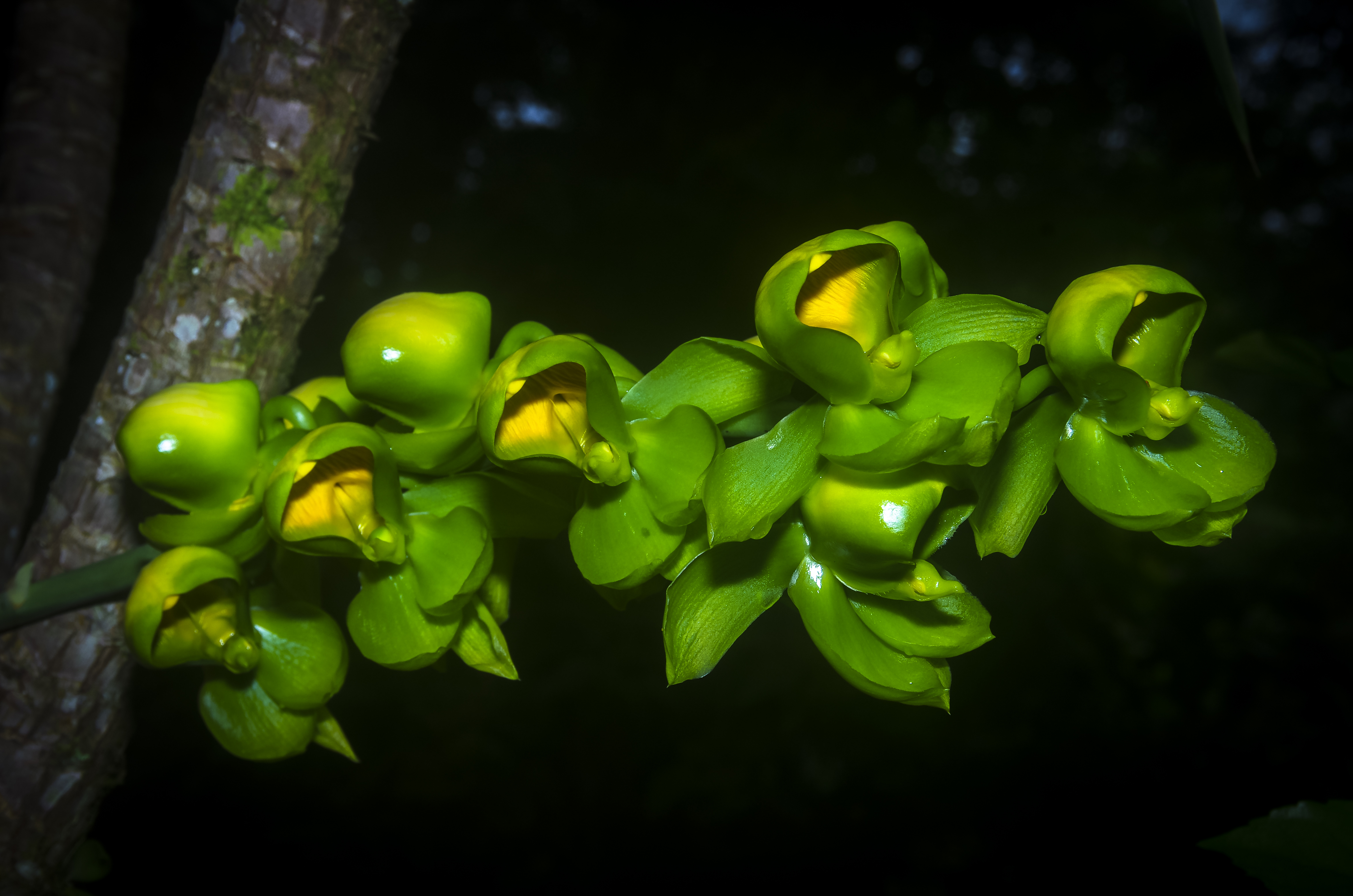 Catasetum Viridiflavum Orchid