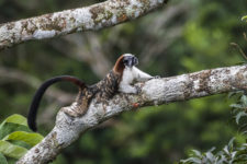 Geoffroy’s tamarin (Saguinus geoffroyi)