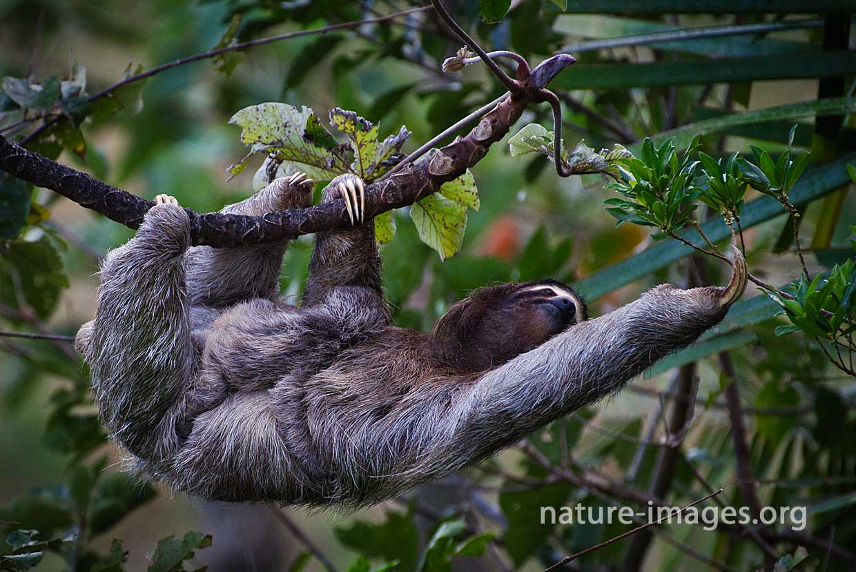 Brown-throated three-toed sloth with baby