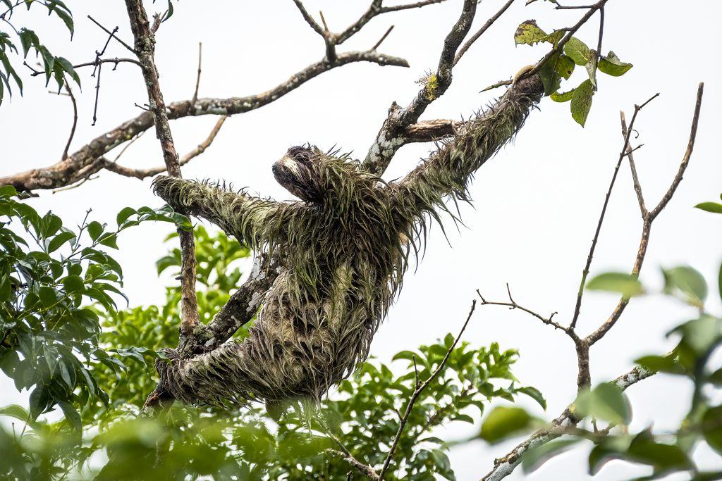 Wet brown throated 3 toed sloth from in rain forest in Panama