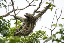 Brown throated 3 toed sloth from the rain forest in Panama