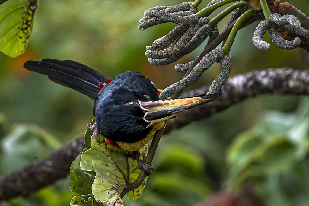 Collared aracaris