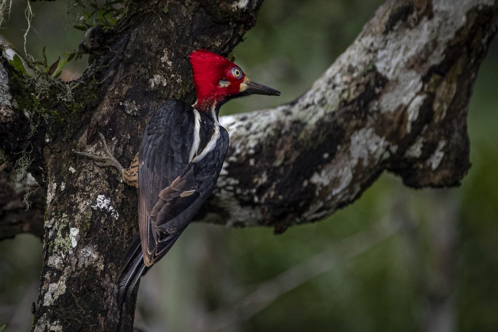 Crimson-crested woodpecker